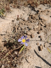 Calydorea xiphioides