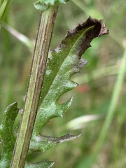Senecio psilocarpus