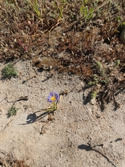 Calydorea xiphioides