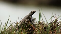 Microlophus peruvianus