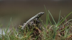 Microlophus peruvianus