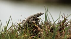 Microlophus peruvianus