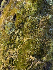 Claopodium rostratum