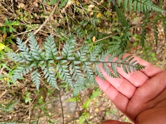 Polystichum neozelandicum