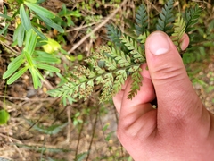 Polystichum neozelandicum