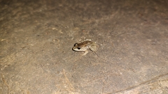 Leptodactylus melanonotus