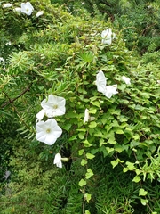 Calystegia tuguriorum