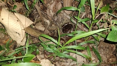 Lithobates brownorum