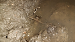 Leptodactylus melanonotus