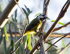 Falcunculus frontatus