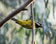 Falcunculus frontatus