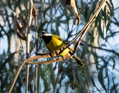 Falcunculus frontatus