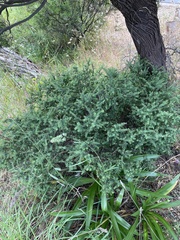 Pimelea serpyllifolia