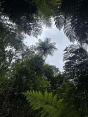 Cyathea cunninghamii
