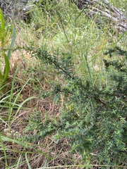 Pimelea serpyllifolia