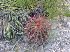 Ferocactus pilosus