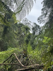 Cyathea cunninghamii