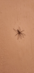 Pisaurina