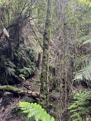 Cyathea cunninghamii