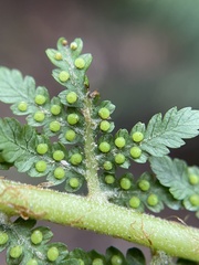 Cyathea cunninghamii