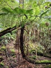 Cyathea cunninghamii