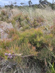 Allocasuarina misera