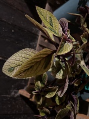 Plectranthus