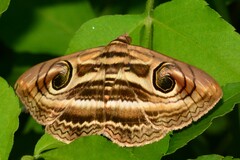 Spirama helicina