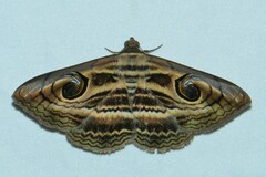Spirama helicina