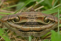 Spirama helicina
