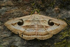 Spirama helicina