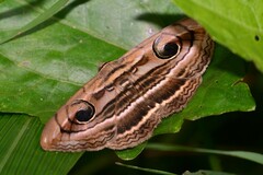 Spirama helicina
