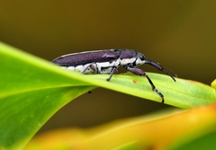 Rhinotia melanocephala