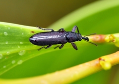 Rhinotia melanocephala
