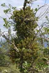 Phoradendron villosum