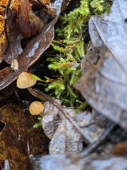 Galerina semilanceata