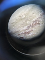 Charadrius obscurus aquilonius