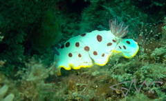 Goniobranchus splendidus