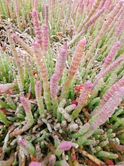 Salicornia blackiana