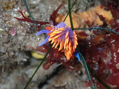 Flabellinopsis iodinea