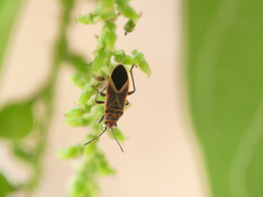 Graptostethus servus