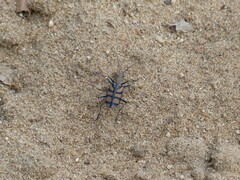 Chaetodera regalis