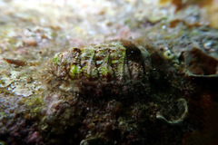 Plaxiphora matthewsi