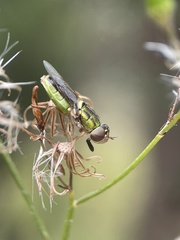 Odontomyia decipiens