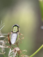 Odontomyia decipiens