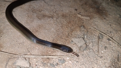 Coniophanes imperialis