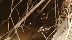 Lithobates vaillanti