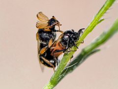 Ripiphorus neomexicanus