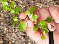 Helichrysum lanceolatum