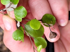 Helichrysum lanceolatum